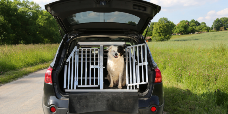 Die besten Auto-Sicherheitssysteme für Hunde